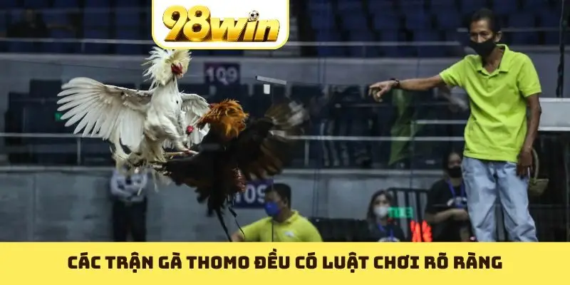 Các trận gà Thomo đều có luật chơi rõ ràng