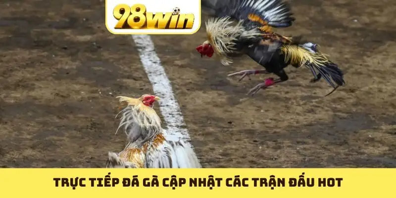 Trực tiếp đá gà cập nhật các trận đấu HOT