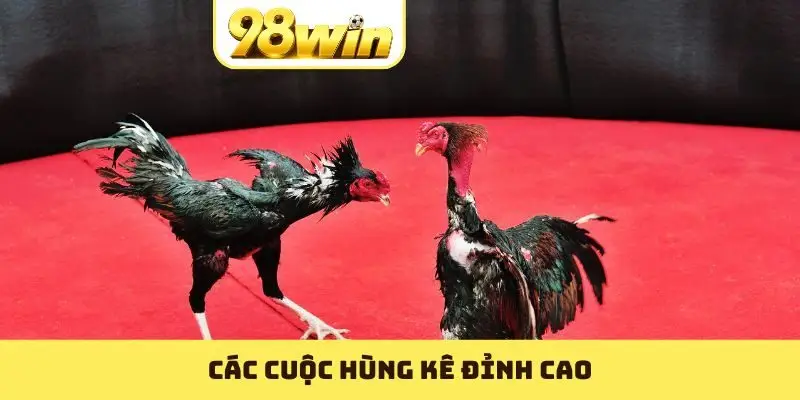 Các cuộc hùng kê đỉnh cao